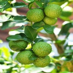 Mirisno ulje bergamot cedar