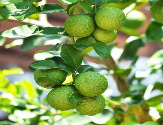 Mirisno ulje bergamot cedar