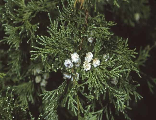 Mirisno ulje bijeli cedar i vetiver