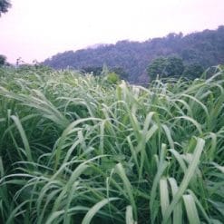Mirisno ulje citronela