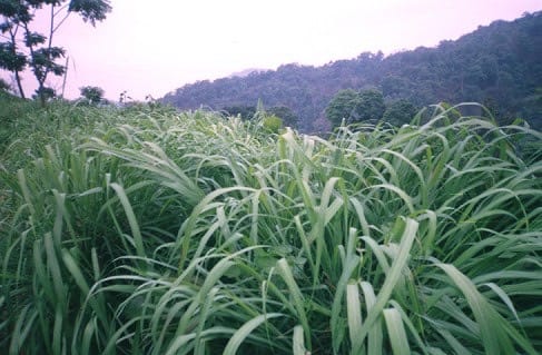 Mirisno ulje citronela