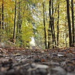 Mirisno ulje forrest & wood