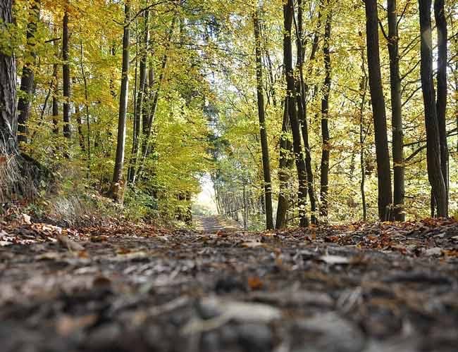 Mirisno ulje forrest & wood