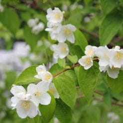 Mirisno ulje jasmin
