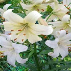 Mirisno ulje lily & white musk