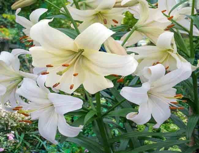 Mirisno ulje lily & white musk
