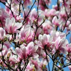 Mirisno ulje magnolija petitgrain