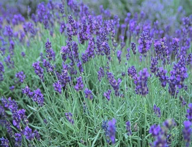 Mirisno ulje lavanda