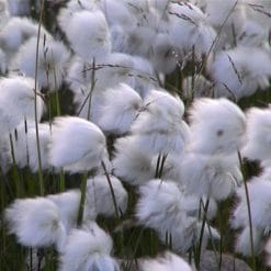 Mirisno ulje soft & warm cotton