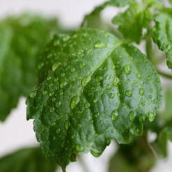 Mirisno ulje patchouli