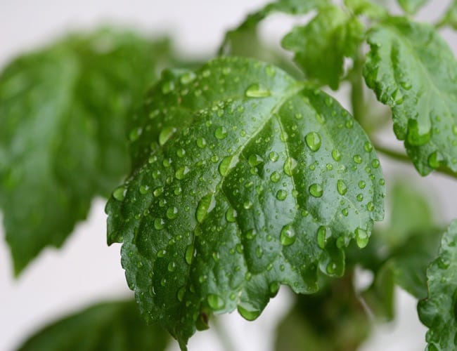 Mirisno ulje patchouli