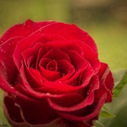 Mirisno ulje rose sensation