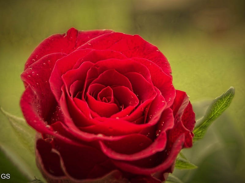 Mirisno ulje rose sensation
