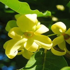 Mirisno ulje ylang ylang